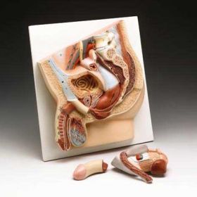 Male Pelvis Anatomical Model SPECIAL CLOSE OUT SALE