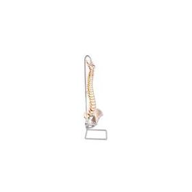 Spine Model Classic Highly Flexible Professional
