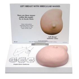 Breast Self Exam Anatomical Model