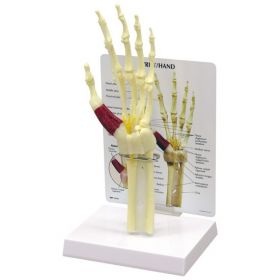 Hand Wrist Anatomical Model