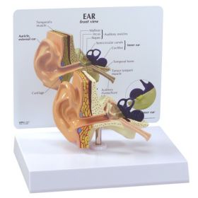 Ear Anatomical Model