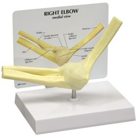 Elbow Joint Anatomical Model