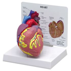 Heart Anatomical Model