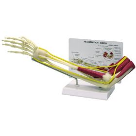 Elbow Joint Muscled Anatomical Model