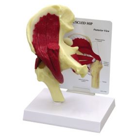 Hip Joint Muscled Anatomical Model