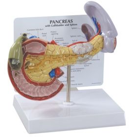 Pancreas Anatomical Model