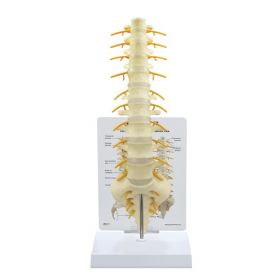 Vertebrae Spine w Sacrum Anatomical Model