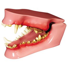 Canine Jaw Teeth Anatomical Model
