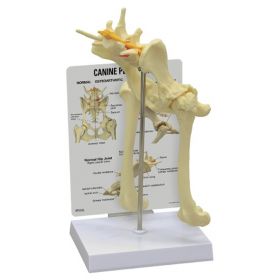 Canine Hip Anatomical Model