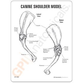 LFA # 92510 Canine Anatomy Laminated Chart Set of Three
