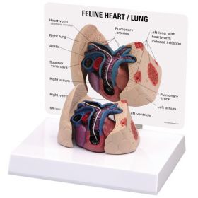 Feline Heart Lung Anatomical Model