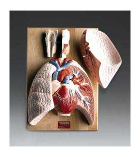 Respiratory Organs Heart Lung Anatomical Model