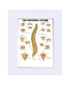 Vertebral Column Chart - The Vertebral Column