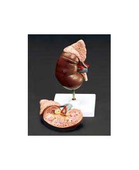 Kidney Adrenal Gland Anatomical Model Urinary