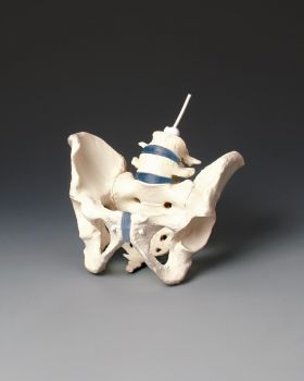 Male Pelvis Anatomical Model Without Femurs