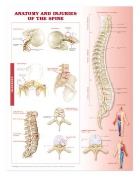 Spine Chart - Anatomy and Injuries