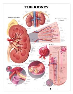 Kidney Chart - The Kidney