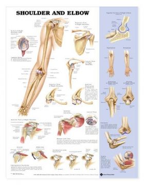 Shoulder Elbow Chart - Shoulder and Elbow