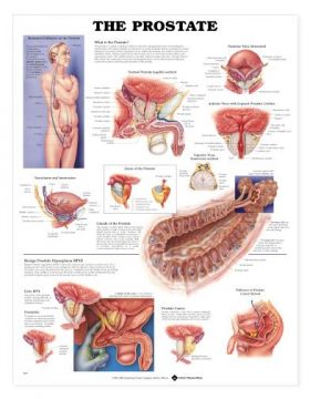 Prostate Chart - The Prostate