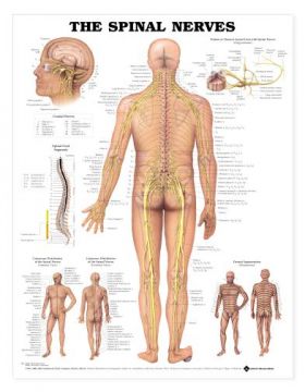 Spinal Nerves Chart - The Spinal Nerves