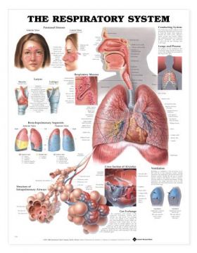 Respiratory System Chart