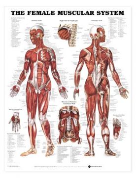 Female Muscular System Chart - The Female Muscular System