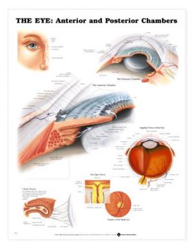 Eye Chart -The Eye- Anterior and Posterior Chambers