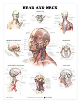 Head Neck Chart - Head and Neck