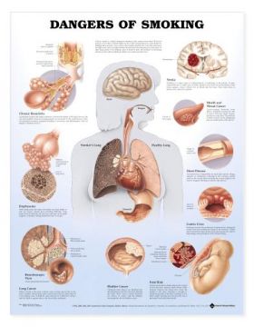 Smoking Chart - Dangers of Smoking Smoking Chart - Dangers of Smoking