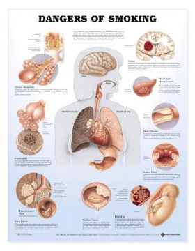 Smoking Chart - Dangers of Smoking