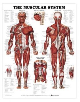 Muscular System Chart- The Human Muscular System (Male)