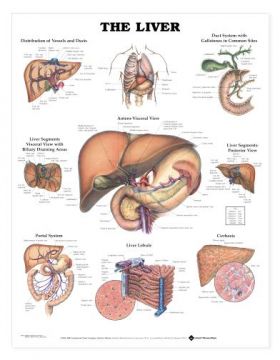 Liver Chart - The Liver Liver Chart - The Liver