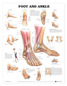 Foot Ankle Chart