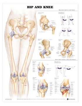 Hip Knee Chart - Hip and Knee Anatomy Structure Hip Knee Chart - Hip and Knee Anatomy Structure