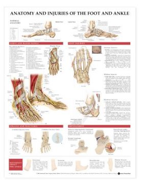Foot Ankle Chart - Anatomy and Injuries of the Foot and Ankle Foot Ankle Chart - Anatomy and Injuries of the Foot and Ankle