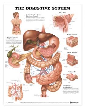 Digestive System Chart - The Digestive System