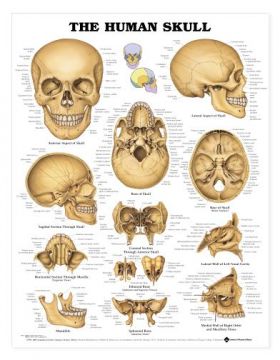 Skull Chart - The Human Skull