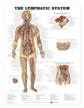 Lymphatic System Chart Lymphatic System Chart