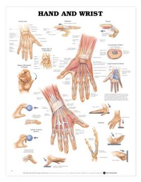 Hand Wrist Chart - Hand and Wrist