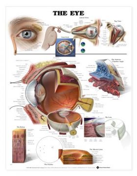 Eye Chart - The Eye