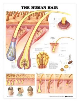 Human Hair Chart - The Human Hair