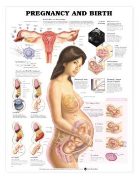 Pregnancy and Birth Chart Pregnancy and Birth Chart