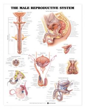 Male Reproductive System Chart