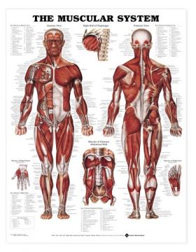 Muscular System Chart- GIANT The Human Muscular System (Male) Giant 42" x 62"