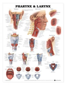 Pharynx and Larynx Chart