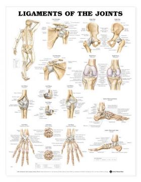 Ligaments Chart - Ligaments of the Joints Ligaments Chart - Ligaments of the Joints