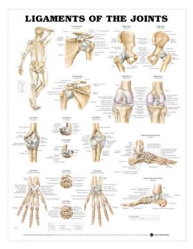 Ligaments Chart - Ligaments of the Joints