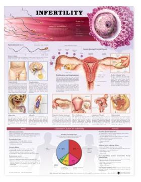 Infertility Chart Infertility Chart