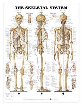 Skeletal System Chart GIANT  42" x 62"