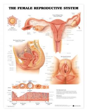 Female Reproductive System Chart Female Reproductive System Chart